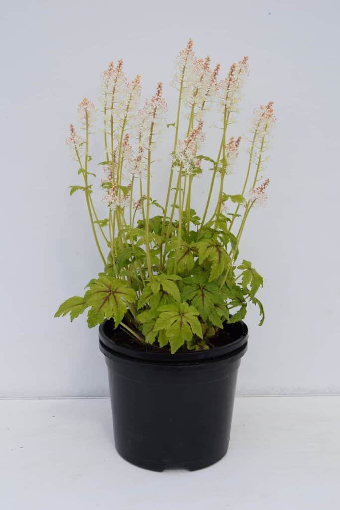 Tiarella 'Jeepers Creepers' ® ---